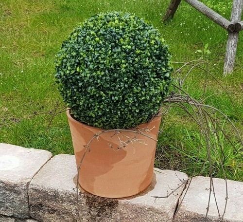 Buchsbaumkugel dekopflanze - buchsbaumkugel,