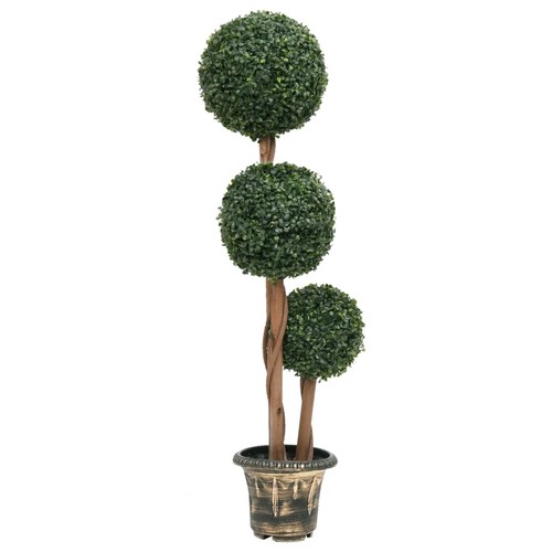 Buxbaum formschnitt - buxbaum,