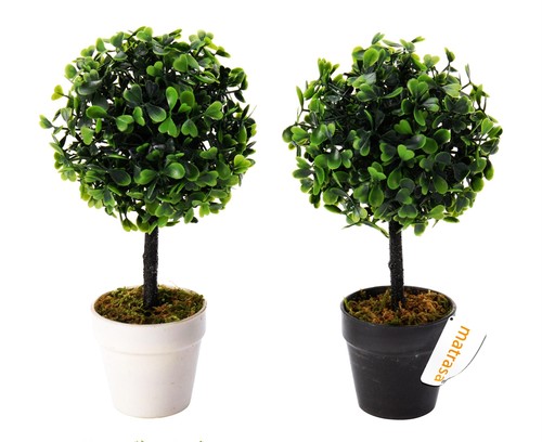 Buchsbaum blumentopf 23cm - blumentopf,