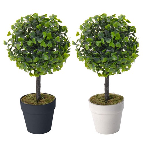 Buchs baum kugel - buchs,